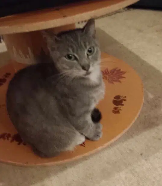 chatte lost   44110 Châteaubriant Cockail