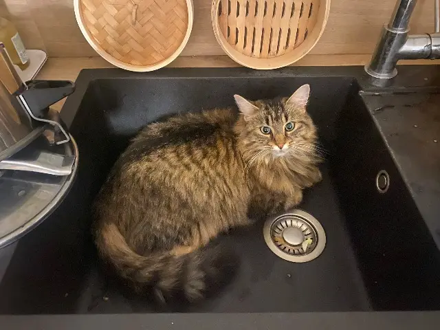 chatte lost   44600 Saint-Nazaire Coco