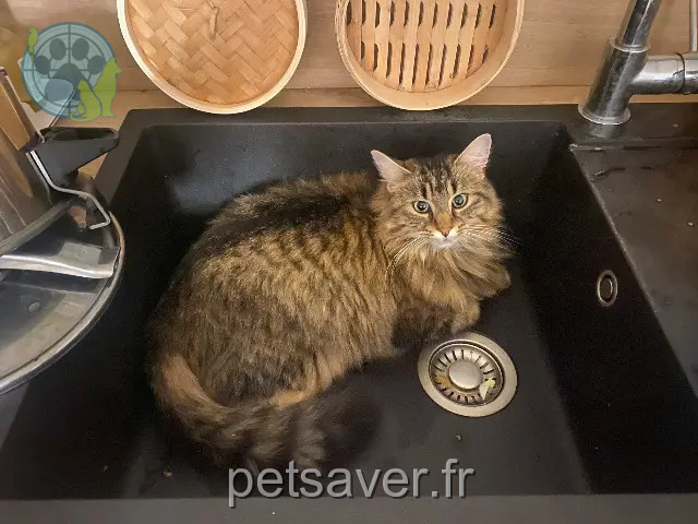 chatte perdue 44600 Saint-Nazaire Coco chatte lost 44600 Saint-Nazaire Coco