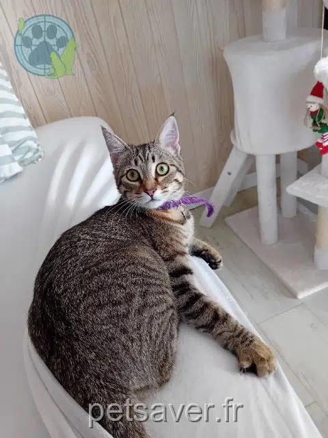 chatte lost   44510 Le Pouliguen Collignon