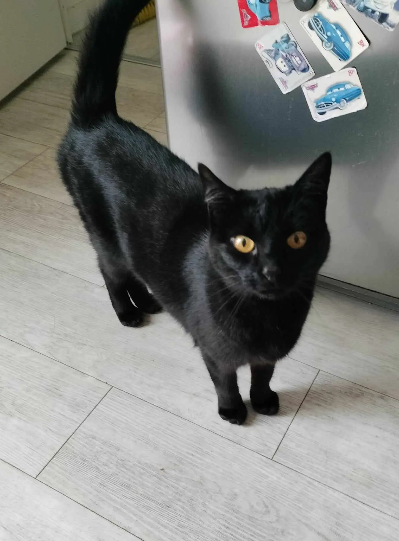 Chatte Perdue 44 Loire-Atlantique - Cookie Chatte Perdue 44 Loire-Atlantique - Cookie