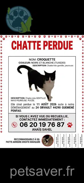kat lost 44290 Guémené-Penfao Croquette