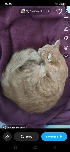 chatte lost   44450 Divatte-sur-Loire Jonquille