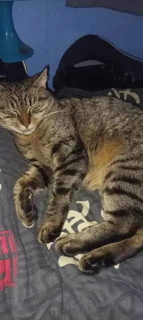 chatte lost   44450 Divatte-sur-Loire Tabitha