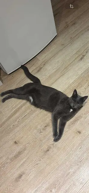 chatte lost   44510 Le Pouliguen Duchesse