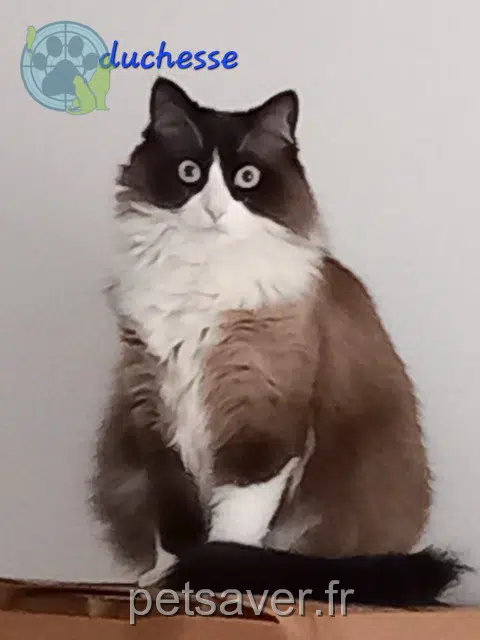 chatte lost   44250 Saint-Brevin-les-Pins Duchesse
