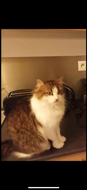 chatte lost   44230 Saint-Sébastien-sur-Loire Farrah