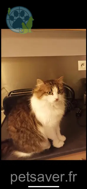 Katze vermisst 44230 Saint-Sébastien-sur-Loire Farrah Katze lost 44230 Saint-Sébastien-sur-Loire Farrah