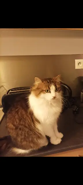 chatte lost   44230 Saint-Sébastien-sur-Loire Farrah