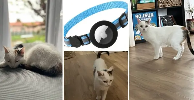 chatte lost   44860 Pont-Saint-Martin Felindra