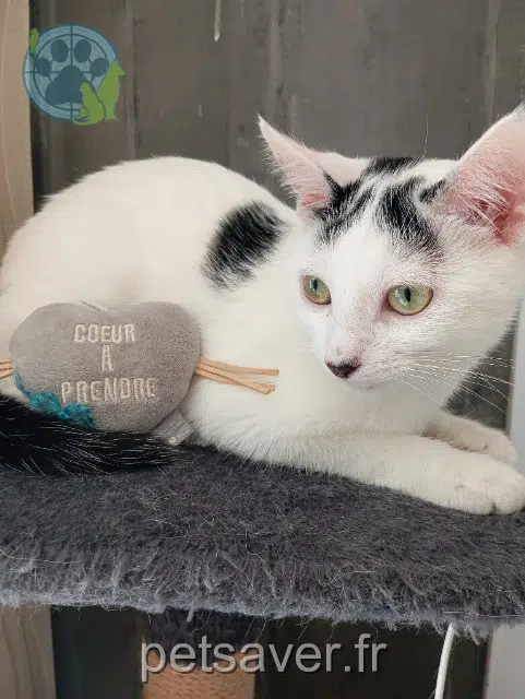 chatte lost   44140 Le Bignon Fleurit