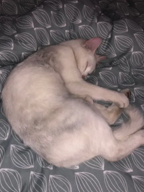 chatte lost   44140 La Planche fluffy