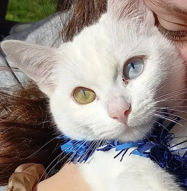 chatte lost   44140 La Planche Fluffy