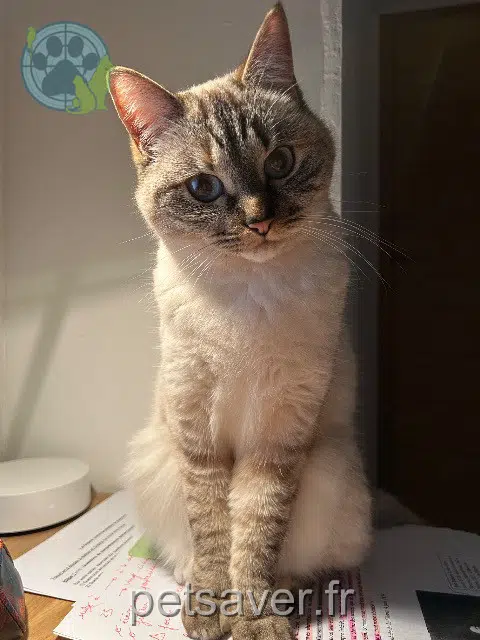 chatte lost   44400 Rezé Gaby