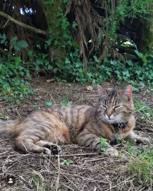 chatte lost   44310 Saint-Philbert-de-Grand-Lieu Gati