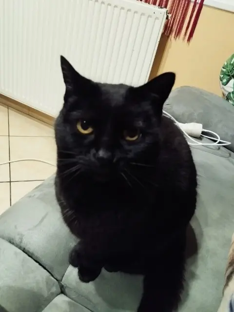 chatte lost   44600 Saint-Nazaire Gaïa