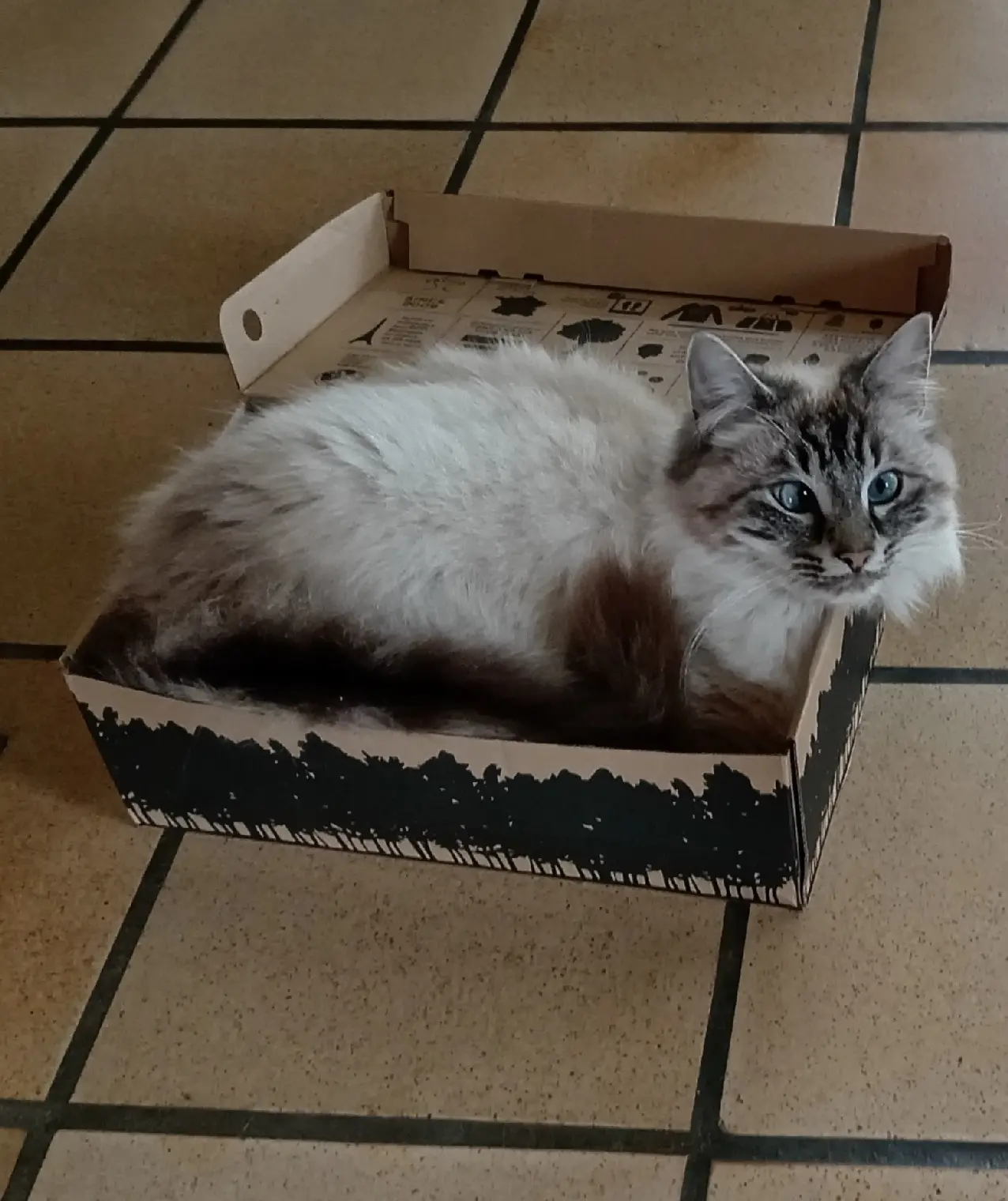 Chatte Perdue 44 Loire-Atlantique - Gigi Chatte Perdue 44 Loire-Atlantique - Gigi