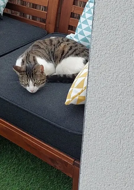 chatte lost   44160 Sainte-Reine-de-Bretagne Gilberte