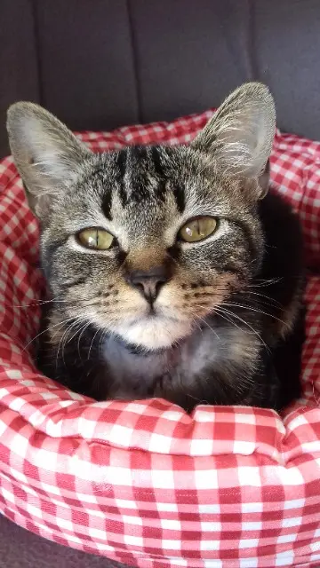 chatte lost   44390 Saffré Glazick