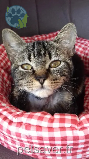 kat vermist 44390 Saffré Glazick kat lost 44390 Saffré Glazick