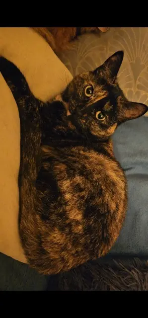 chatte lost   44170 Marsac-sur-Don Glue