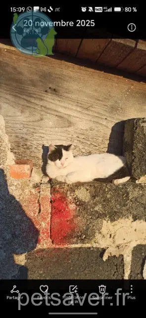 chatte lost 44540 Holly
