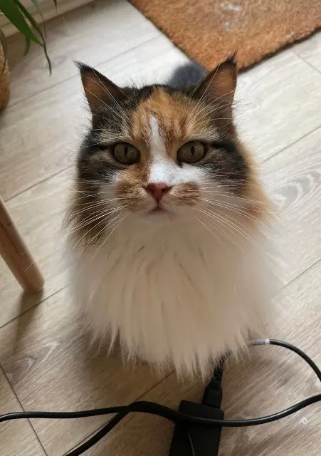 chatte lost   44230 Saint-Sébastien-sur-Loire Indy