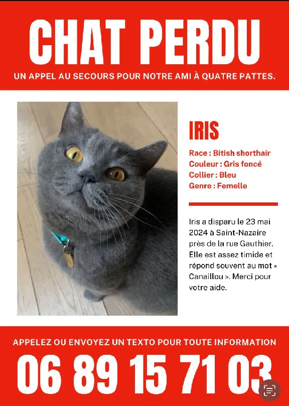 Chatte Perdue 44 Loire-Atlantique - Iris Chatte Perdue 44 Loire-Atlantique - Iris