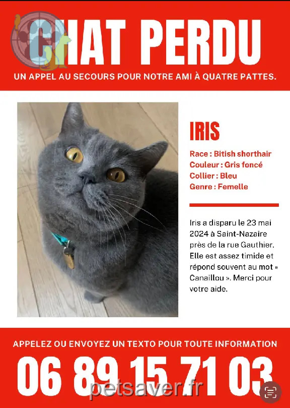 Chatte Perdue 44 Loire-Atlantique - Iris Chatte Perdue 44 Loire-Atlantique - Iris