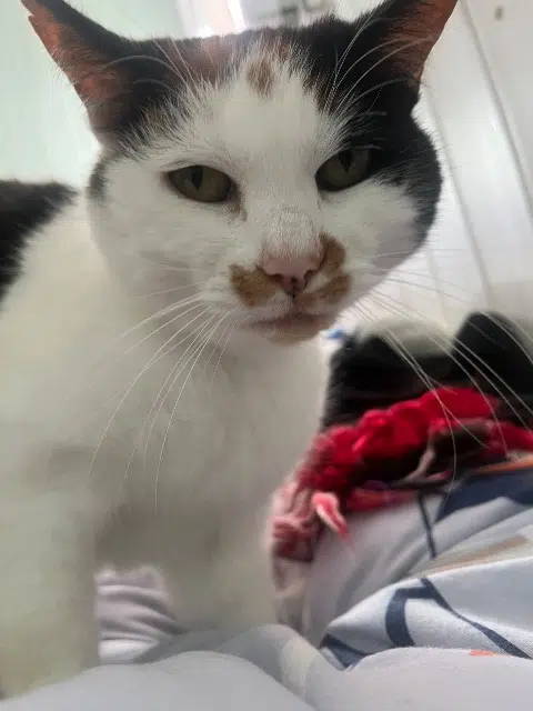 chatte lost   44760 La Bernerie-en-Retz Izi