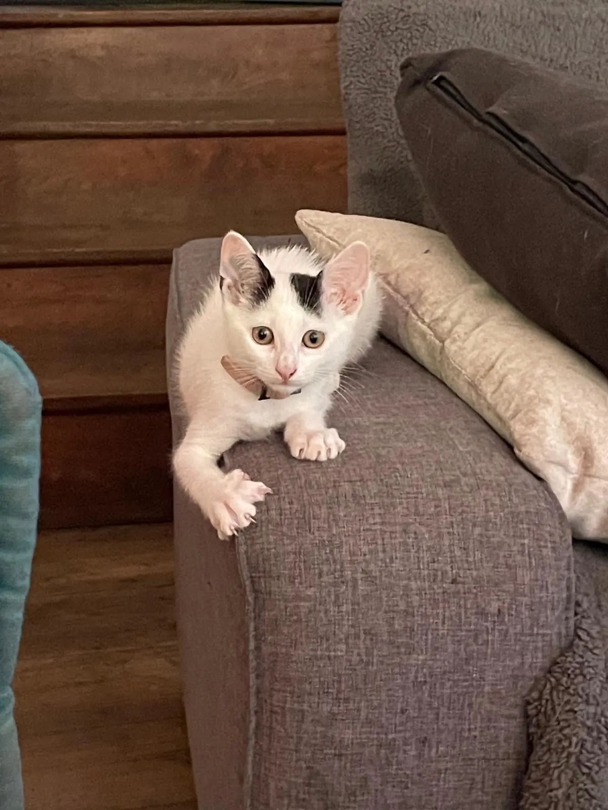 Chatte Perdue 44 Loire-Atlantique - Jelly Chatte Perdue 44 Loire-Atlantique - Jelly