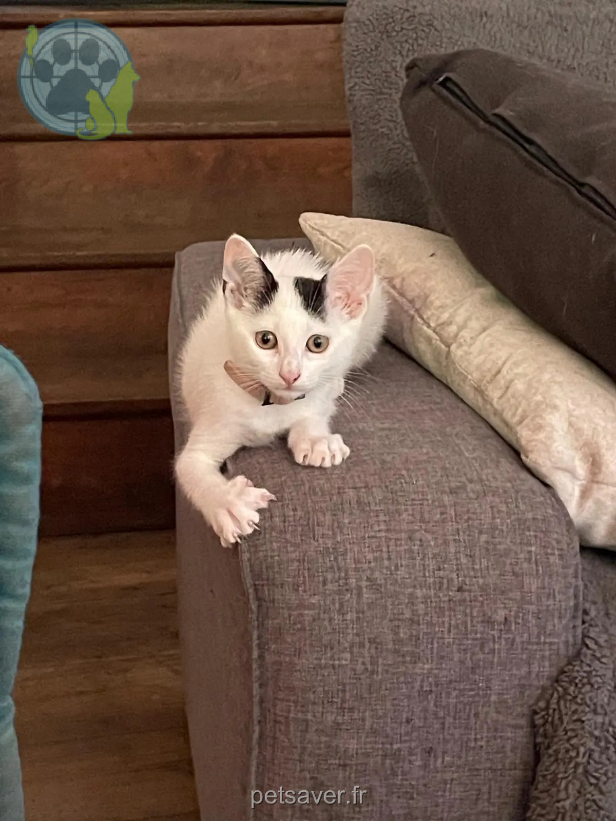 Chatte Perdue 44 Loire-Atlantique - Jelly Chatte Perdue 44 Loire-Atlantique - Jelly