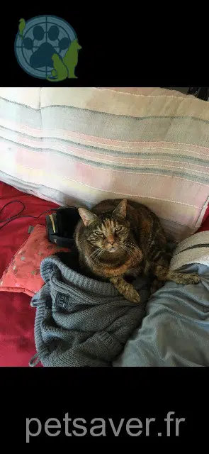 gata perdida 44400 Rezé Jupiter gata lost 44400 Rezé Jupiter