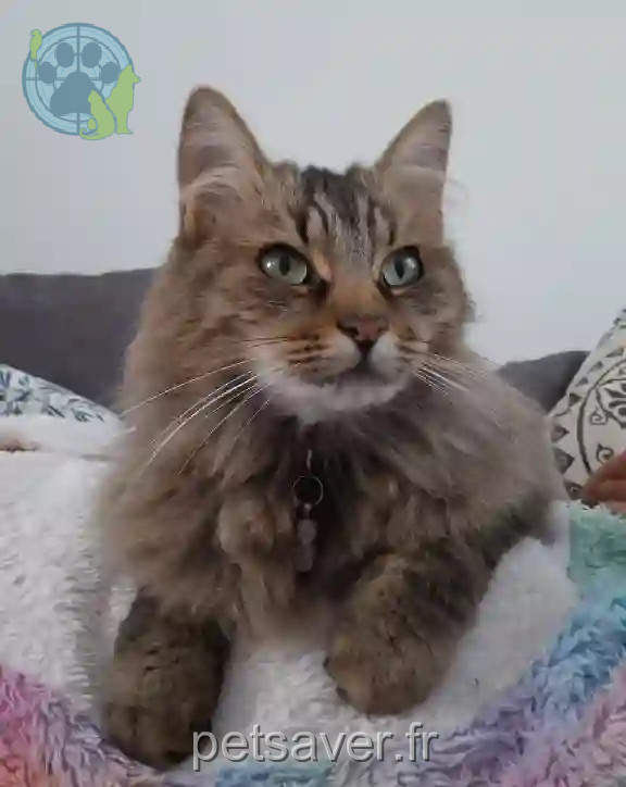 Chatte Perdue 44 Loire-Atlantique - Kalipso Chatte Perdue 44 Loire-Atlantique - Kalipso