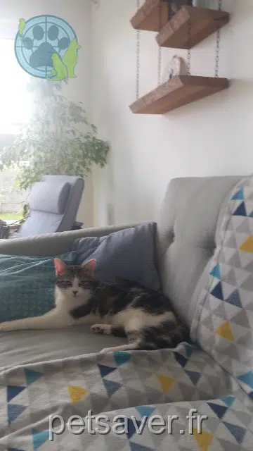 chatte lost   44680 Sainte-Pazanne Kiwi