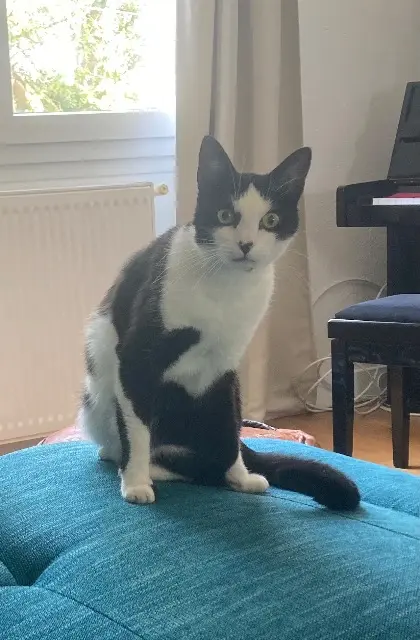 cat lost 44600 Saint-Nazaire Kodak cat lost 44600 Saint-Nazaire Kodak