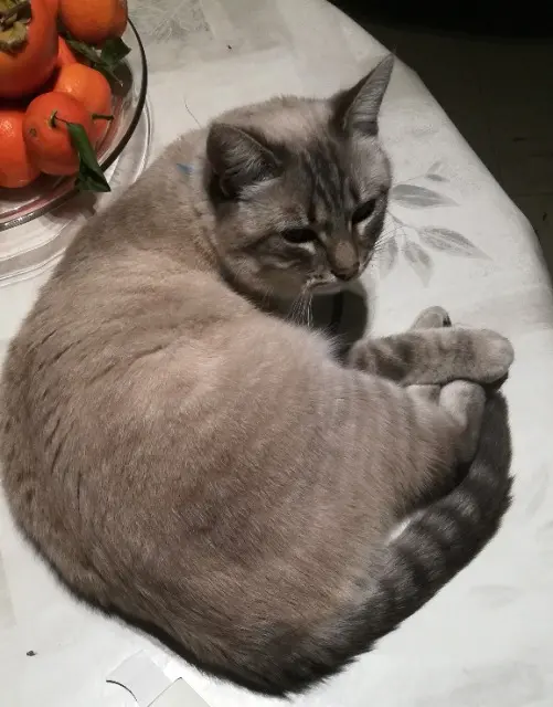 chatte lost   44310 La Limouzinière Lady