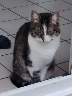 chatte lost   44230 Saint-Sébastien-sur-Loire Lana