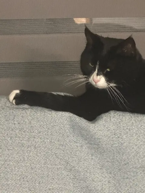 chatte lost   44110 Châteaubriant Lapouchka