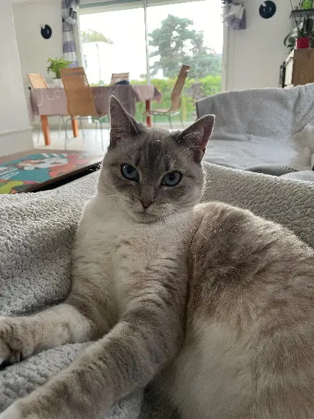 Chatte Perdue 44 Loire-Atlantique - Lili Chatte Perdue 44 Loire-Atlantique - Lili