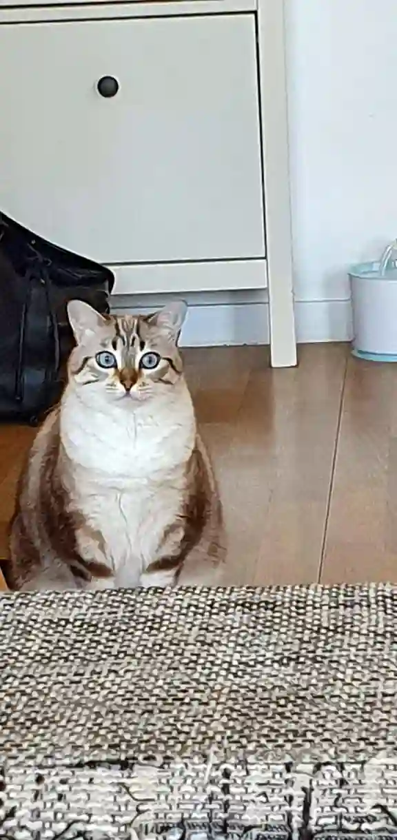 Chatte Perdue 44 Loire-Atlantique - Lili Chatte Perdue 44 Loire-Atlantique - Lili