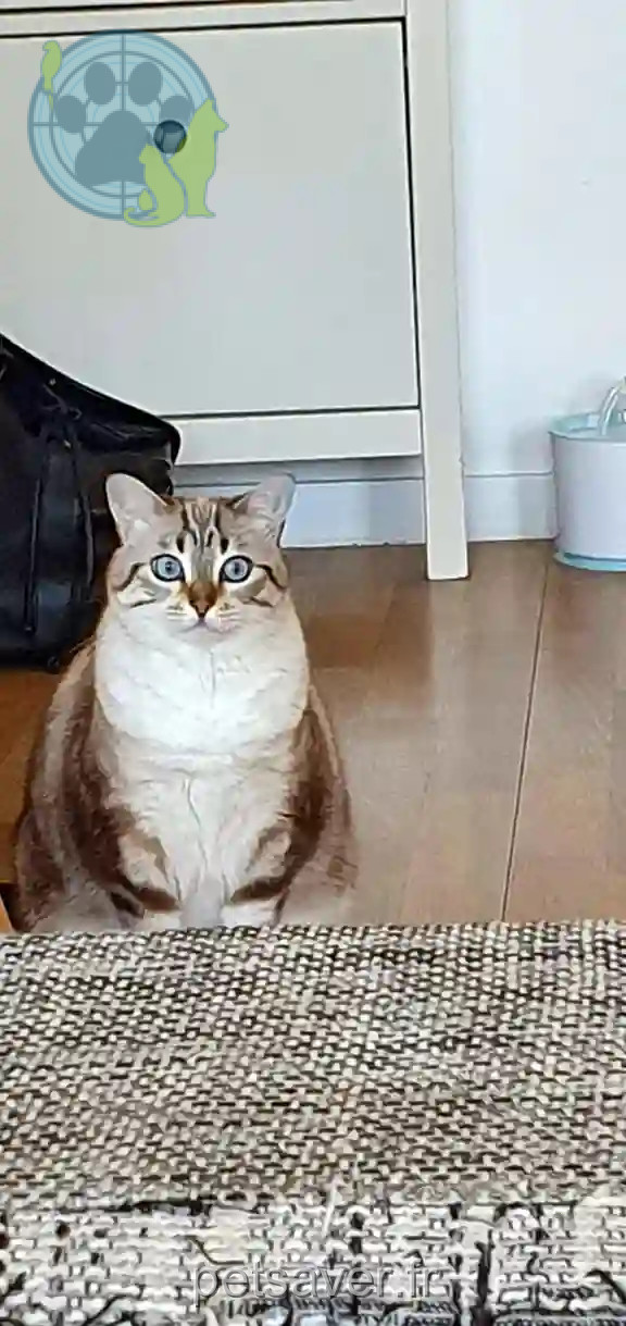 Chatte Perdue 44 Loire-Atlantique - Lili Chatte Perdue 44 Loire-Atlantique - Lili