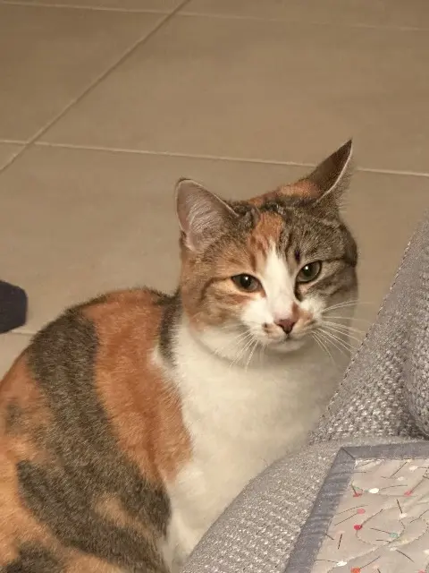 chatte lost   44700 Orvault Lilou