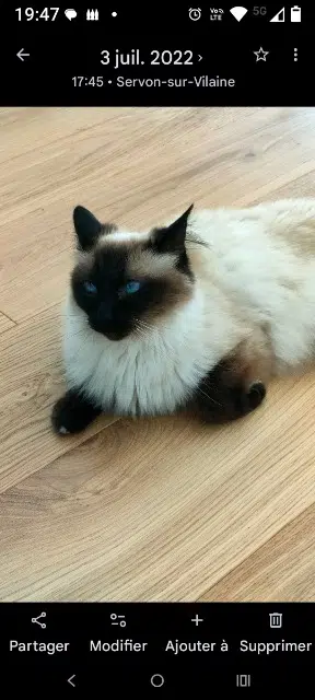 chatte lost   44850 Saint-Mars-du-Désert Louna