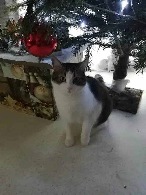 chatte lost   44350 Guérande Luna