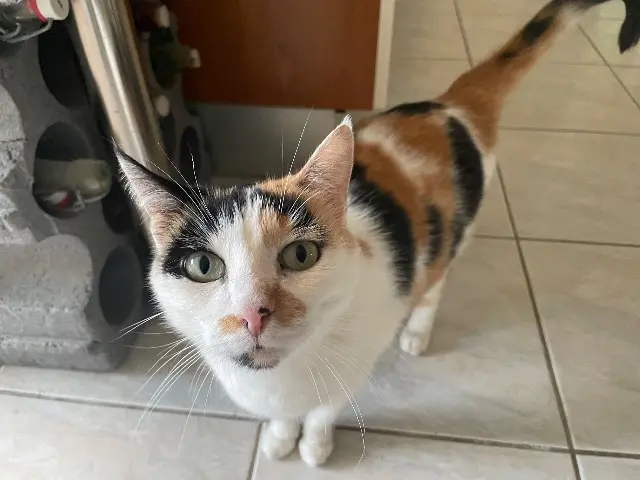 chatte lost   44600 Saint-Nazaire Maddie