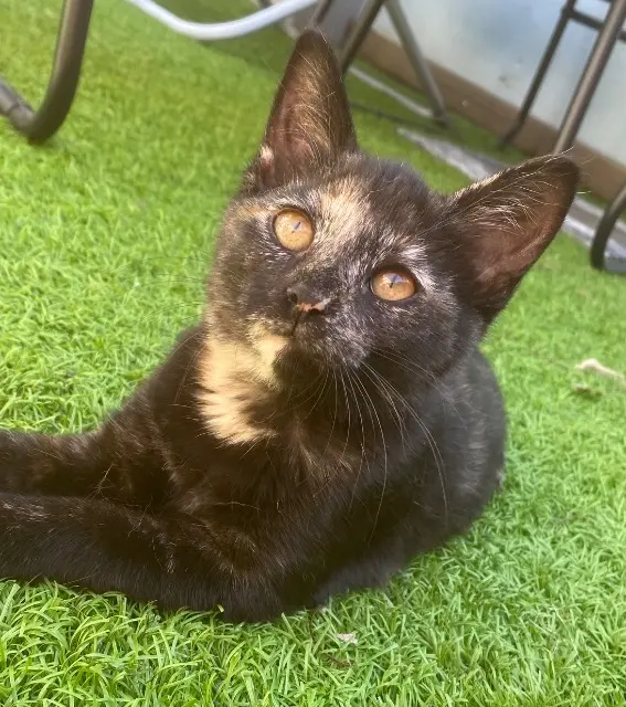 chatte lost   44400 Rezé Meethi