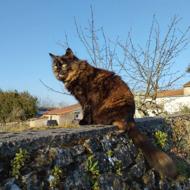 chatte lost   44250 Saint-Brevin-les-Pins Meï