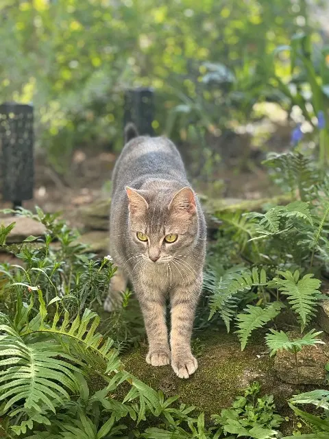 chatte lost   44400 Rezé Mia