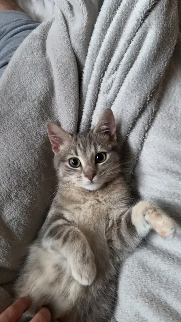 chatte lost   44850 Le Cellier Mimi